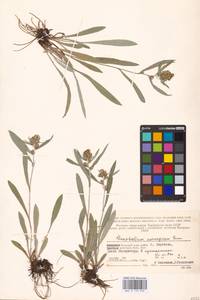 Omalotheca norvegica (Gunnerus) Sch. Bip. & F. W. Schultz, Eastern Europe, Northern region (E1) (Russia)