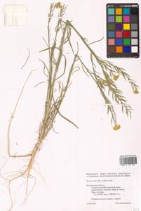 Erysimum canum (Piller & Mitt.) Polatschek, Eastern Europe, Central forest-and-steppe region (E6) (Russia)