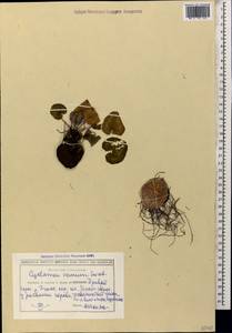 Cyclamen coum subsp. caucasicum (C. Koch) O. Schwarz, Caucasus, Georgia (K4) (Georgia)