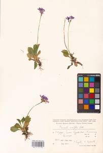 Primula cuneifolia Ledeb., Siberia, Russian Far East (S6) (Russia)