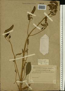 Elsholtzia ciliata (Thunb.) Hyl., Eastern Europe, Western region (E3) (Russia)