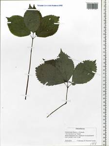 Chloranthus, Siberia, Russian Far East (S6) (Russia)