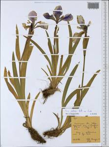 Iris setosa Pall. ex Link, Siberia, Russian Far East (S6) (Russia)