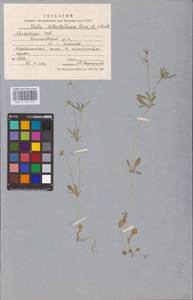 Viola kitaibeliana Schult., Eastern Europe, Moldova (E13a) (Moldova)