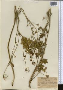 Aulacospermum simplex Rupr., Middle Asia, Northern & Central Tian Shan (M4) (Kazakhstan)