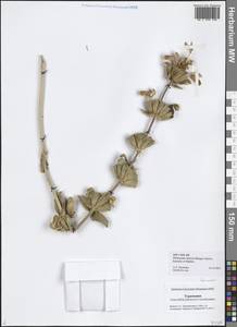 Phlomoides labiosa (Bunge) Adylov, Kamelin & Makhm., Middle Asia, Karakum (M6) (Turkmenistan)