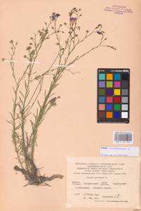 Linum austriacum L., Eastern Europe, Central forest-and-steppe region (E6) (Russia)