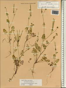 Scandix pecten-veneris L., South Asia, South Asia (Asia outside ex-Soviet states and Mongolia) (ASIA) (Turkey)