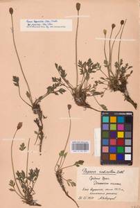 Oreomecon lapponica subsp. jugorica (Tolm.) Elvebakk & Bjerke, Eastern Europe, Eastern region (E10) (Russia)