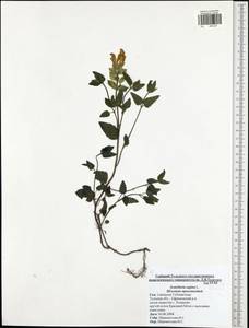 Scutellaria supina L., Eastern Europe, Central region (E4) (Russia)
