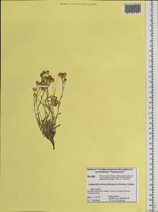 Physaria arctica (Wormsk. ex Hornem.) O'Kane & Al-Shehbaz, Siberia, Central Siberia (S3) (Russia)