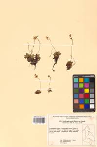 Micranthes merkii subsp. merkii, Siberia, Chukotka & Kamchatka (S7) (Russia)