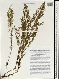 Artemisia scoparia Waldst. & Kit., Siberia, Central Siberia (S3) (Russia)