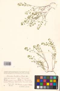 Meniocus linifolius (Stephan ex Willd.) DC., Eastern Europe, Lower Volga region (E9) (Russia)
