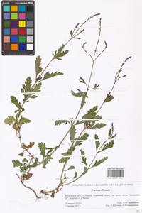 Verbena officinalis L., Eastern Europe, Moscow region (E4a) (Russia)