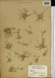 Sporobolus schoenoides (L.) P.M.Peterson, Eastern Europe, Lower Volga region (E9) (Russia)