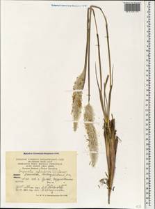 Imperata cylindrica (L.) Raeusch., Caucasus, Dagestan (K2) (Russia)