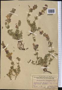 Dracocephalum diversifolium Rupr., Middle Asia, Pamir & Pamiro-Alai (M2)