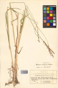 Elymus macrourus (Turcz.) Tzvelev, Siberia, Russian Far East (S6) (Russia)