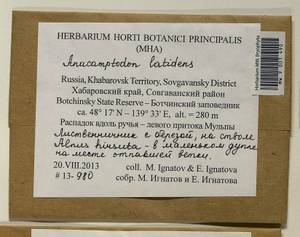 Anacamptodon latidens (Besch.) Broth., Bryophytes, Bryophytes - Russian Far East (excl. Chukotka & Kamchatka) (B20) (Russia)