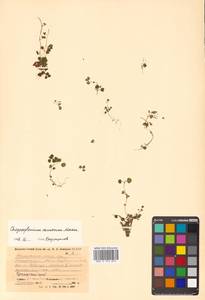 Chrysosplenium ramosum Maxim., Siberia, Russian Far East (S6) (Russia)