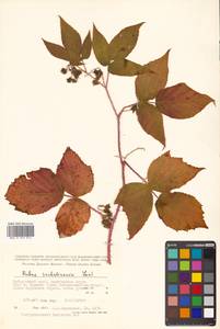 Rubus idaeus subsp. melanolasius Focke, Siberia, Russian Far East (S6) (Russia)