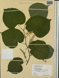 Tilia platyphyllos Scop., Eastern Europe, Western region (E3) (Russia)