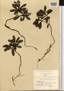 Chimaphila umbellata (L.) W. P. C. Barton, Eastern Europe, Central region (E4) (Russia)