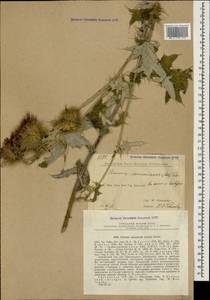 Cirsium caucasicum (Adams) Petr., Caucasus, Georgia (K4) (Georgia)