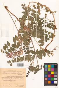 Hedysarum austrokurilense (N.S.Pavlova) N.S.Pavlova, Siberia, Russian Far East (S6) (Russia)