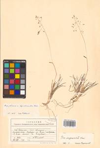 Poa macrocalyx Trautv. & C.A.Mey., Siberia, Russian Far East (S6) (Russia)