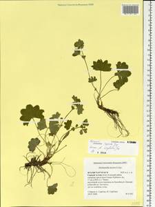 Alchemilla krylovii Juz., Siberia, Altai & Sayany Mountains (S2) (Russia)