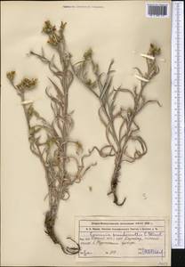 Cousinia pseudomollis C. Winkl., Middle Asia, Western Tian Shan & Karatau (M3) (Kazakhstan)