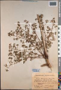 Aralia elata (Miq.) Seem., Siberia, Russian Far East (S6) (Russia)