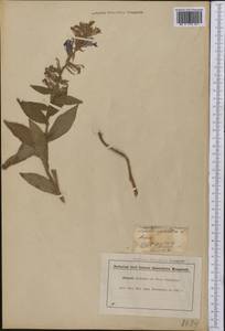 Lobelia siphilitica L., America (AMER) (United States)