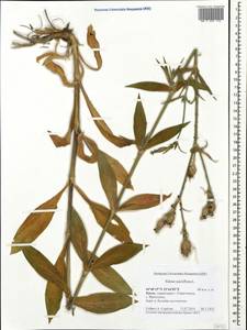 Silene noctiflora L., Crimea (KRYM) (Russia)