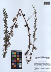 Artemisia macrantha Ledeb., Siberia, Altai & Sayany Mountains (S2) (Russia)