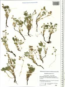 Potentilla cinerea subsp. incana (G. Gaertn., B. Mey. & Scherb.) Asch., Eastern Europe, Rostov Oblast (E12a) (Russia)