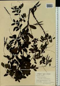 Lathyrus niger (L.)Bernh., Eastern Europe, Central region (E4) (Russia)