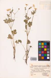 Ranunculus sardous Crantz, Eastern Europe, Belarus (E3a) (Belarus)
