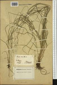 Carex remota L., Western Europe (EUR) (Germany)