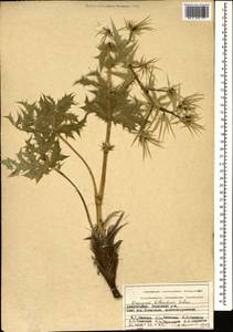 Eryngium billardierei F.Delaroche, Caucasus, Azerbaijan (K6) (Azerbaijan)