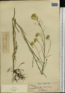 Erysimum diffusum Ehrh., Eastern Europe, Moscow region (E4a) (Russia)