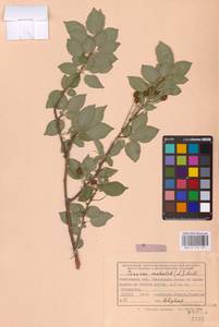 Prunus mahaleb L., Eastern Europe, Rostov Oblast (E12a) (Russia)
