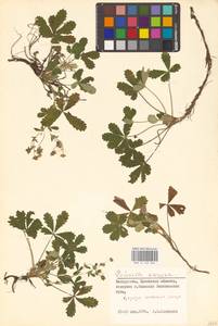 Potentilla cinerea subsp. incana (G. Gaertn., B. Mey. & Scherb.) Asch., Eastern Europe, Belarus (E3a) (Belarus)