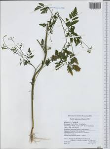 Torilis japonica (Houtt.) DC., Western Europe (EUR) (Germany)
