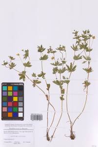 Potentilla erecta (L.) Raeusch., Eastern Europe, Moscow region (E4a) (Russia)