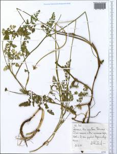Apiaceae, Africa (AFR) (Ethiopia)