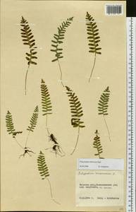 Polypodium sibiricum Sipliv., Siberia, Russian Far East (S6) (Russia)