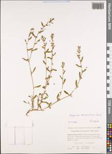 Polygonum boreale (Lange) Small, Eastern Europe, Northern region (E1) (Russia)